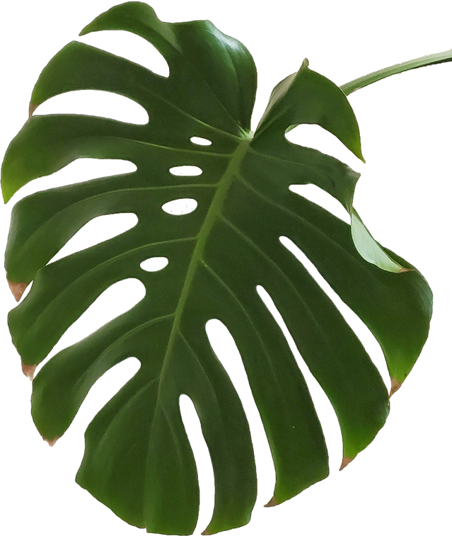 One Monstera Leaf